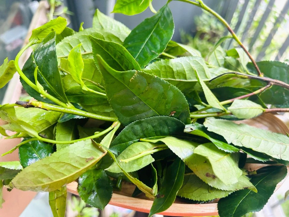 Feuilles de thé fraîches utilisées pour préparer le che tuoi