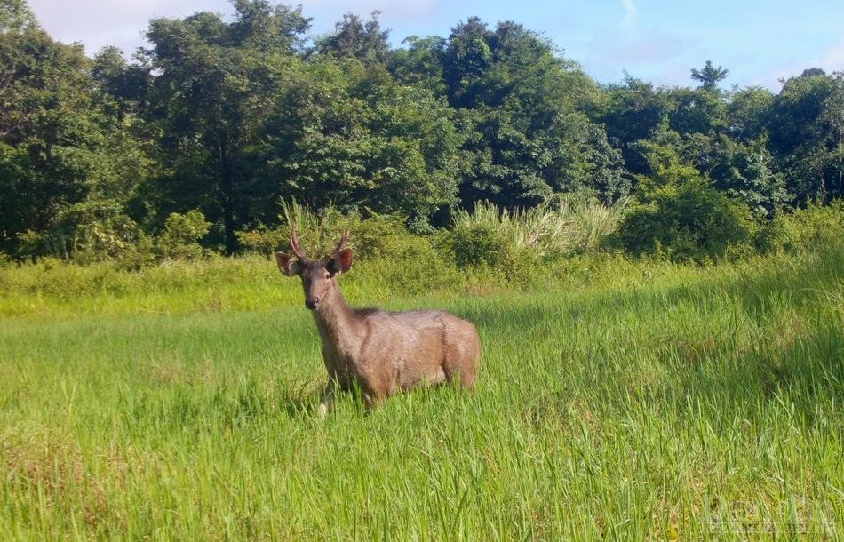 Cerf sambar dans une prairie du parc national Chu Mom Ray