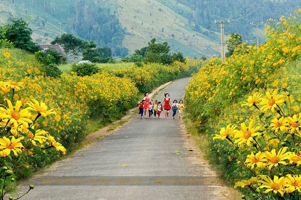 Enfants courant parmi les fleurs da quy sauvages jaunes à Măng Đen Kon Tum