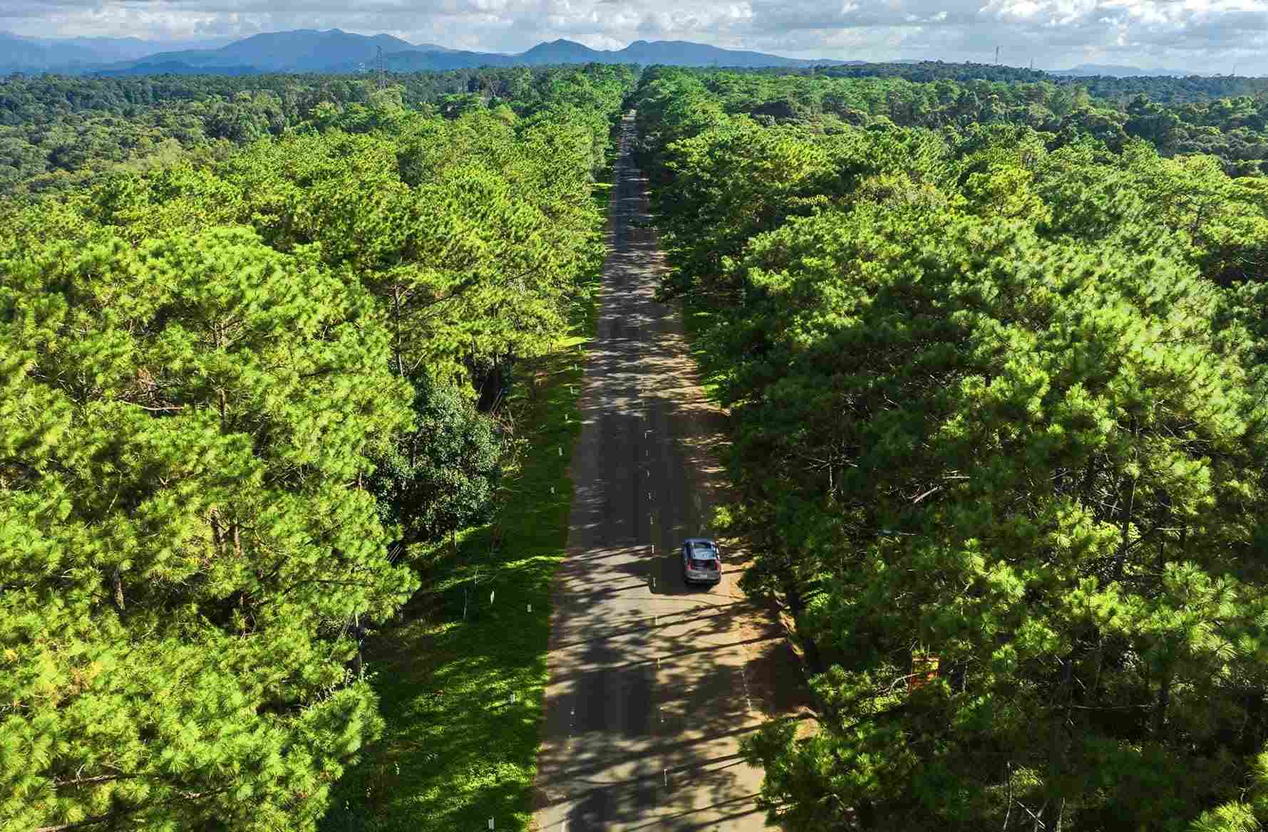 Vue aérienne de la forêt de pins de Mang Den traversée par une route
