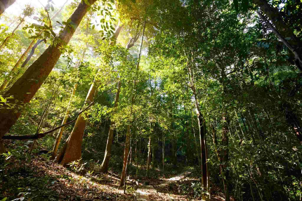 Chu Mom Ray: Découvrez l’un des parcs les plus sauvages du Vietnam
