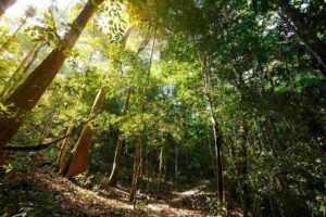 Chu Mom Ray: Découvrez l’un des parcs les plus sauvages du Vietnam