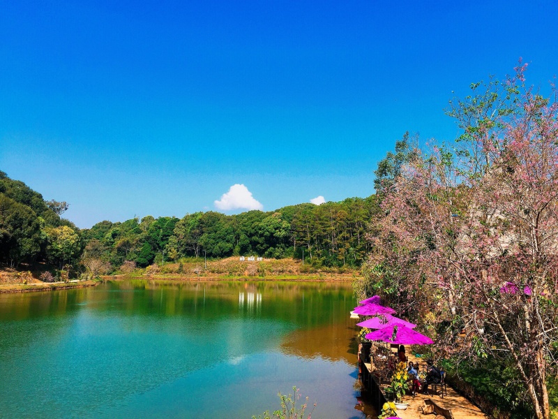 Lac Đăk Ké à Măng Đen avec cerisiers en fleurs et parasols violets