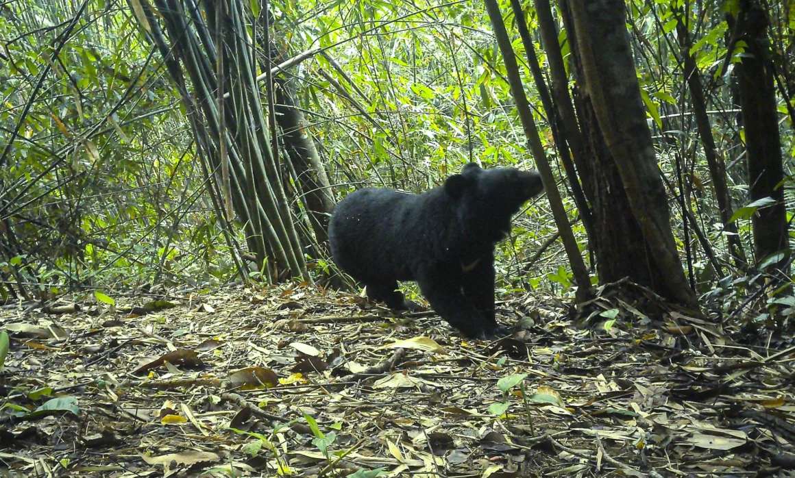 Ours noir d'Asie photographié par piège photographique dans la forêt de bambous de Chu Mom Ray