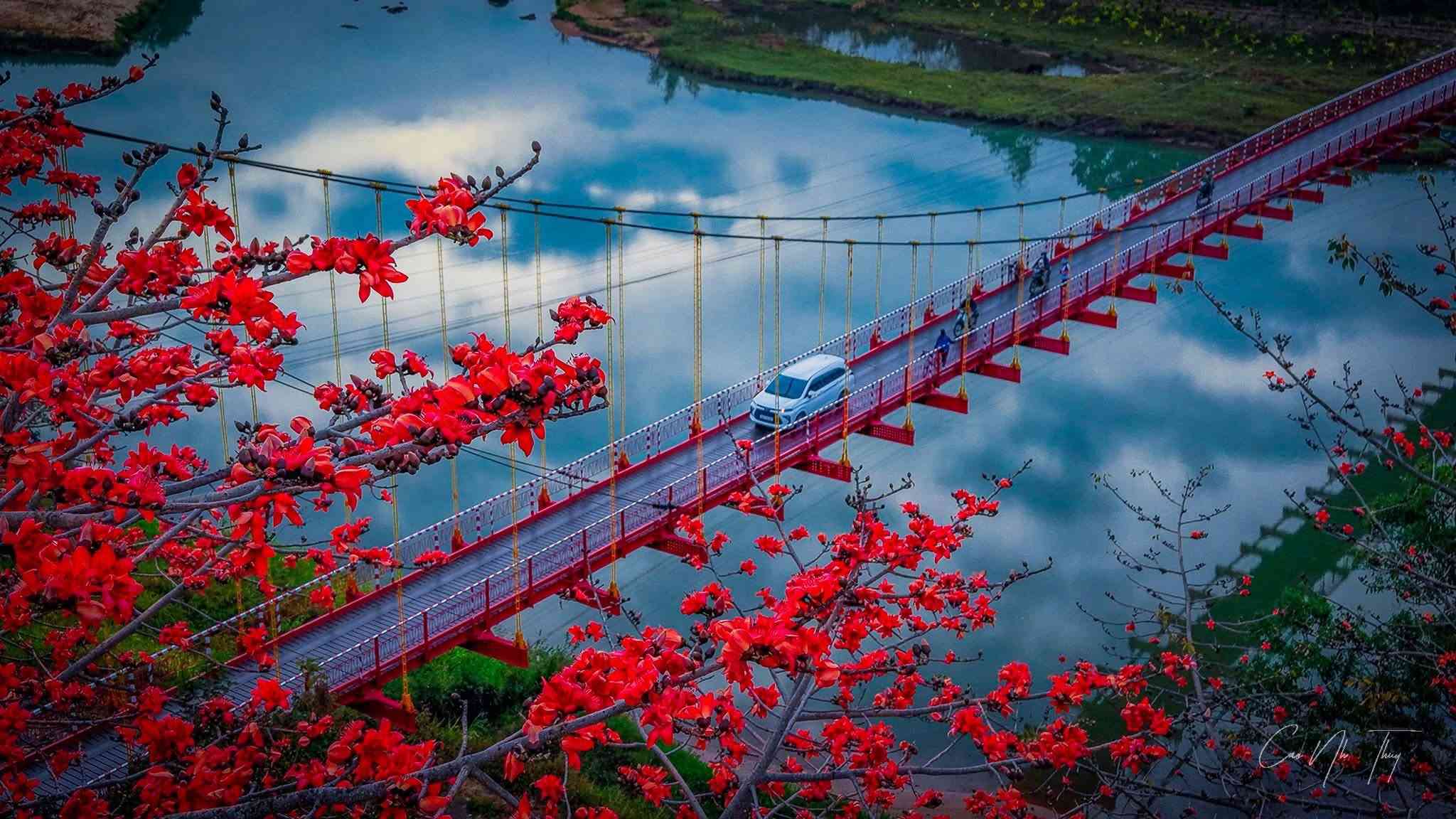 Fleurs rouges de bombax devant le pont Kon Klor traversé par un van blanc sur la Đăk Bla à Kon Tum
