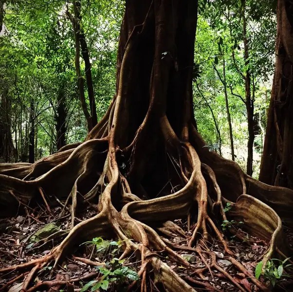 Imposantes racines contreforts d'un arbre centenaire dans la forêt primaire de Chu Mom Ray