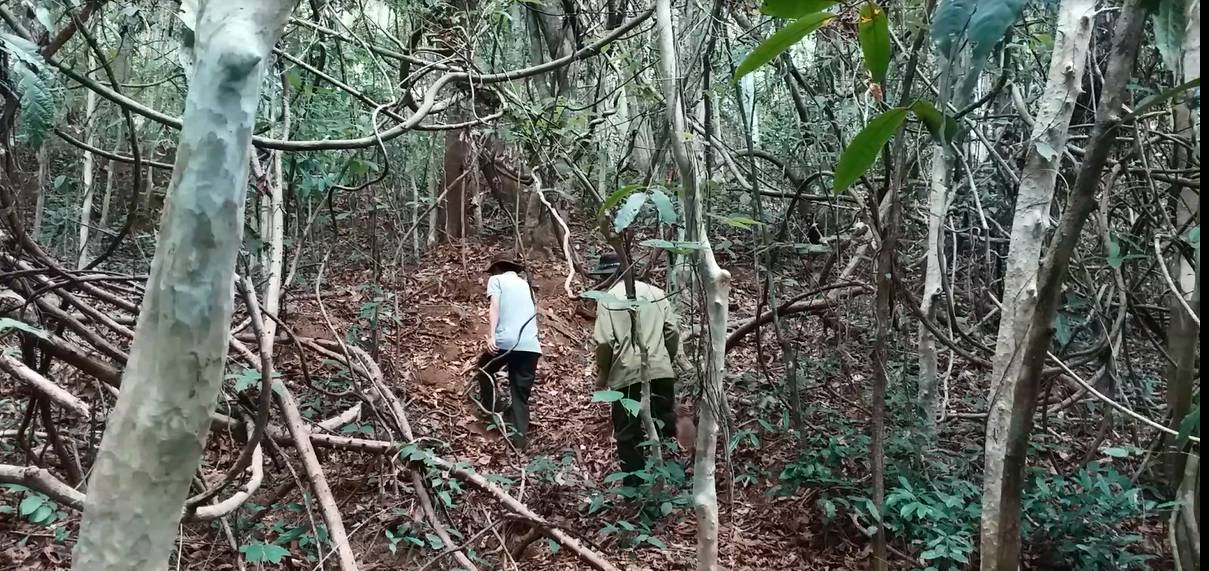 Randonneurs progressant sur un sentier forestier à Chu Mom Ray avec guide local