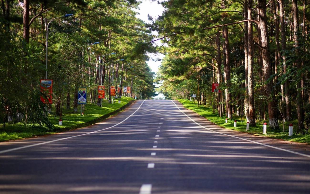 Route bordée de pins menant à Măng Đen dans les Hauts Plateaux du Centre Vietnam