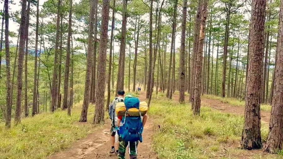 Randonneurs dans une forêt de pins sur les hauts plateaux de Lam Dong.