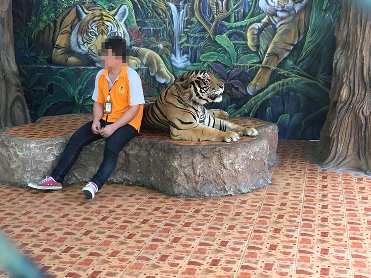 Tigre captif utilisé pour une photo touristique en Thaïlande