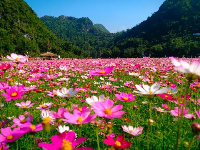Champs de fleurs colorés dans la vallée de Bac Son.