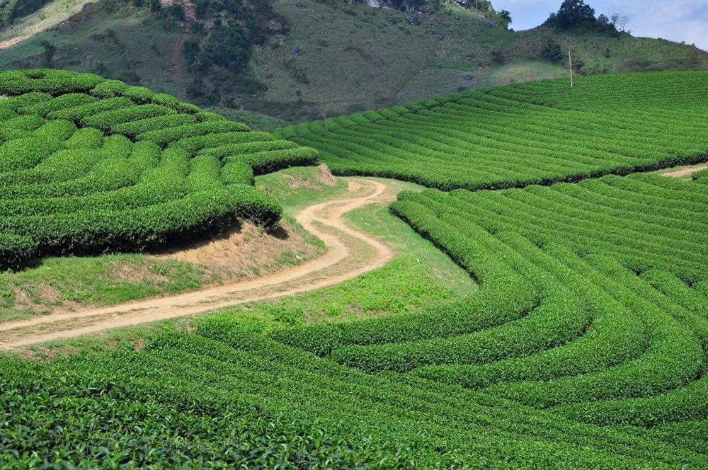 Collines de thé verdoyantes à Moc Chau dans la province de Son La