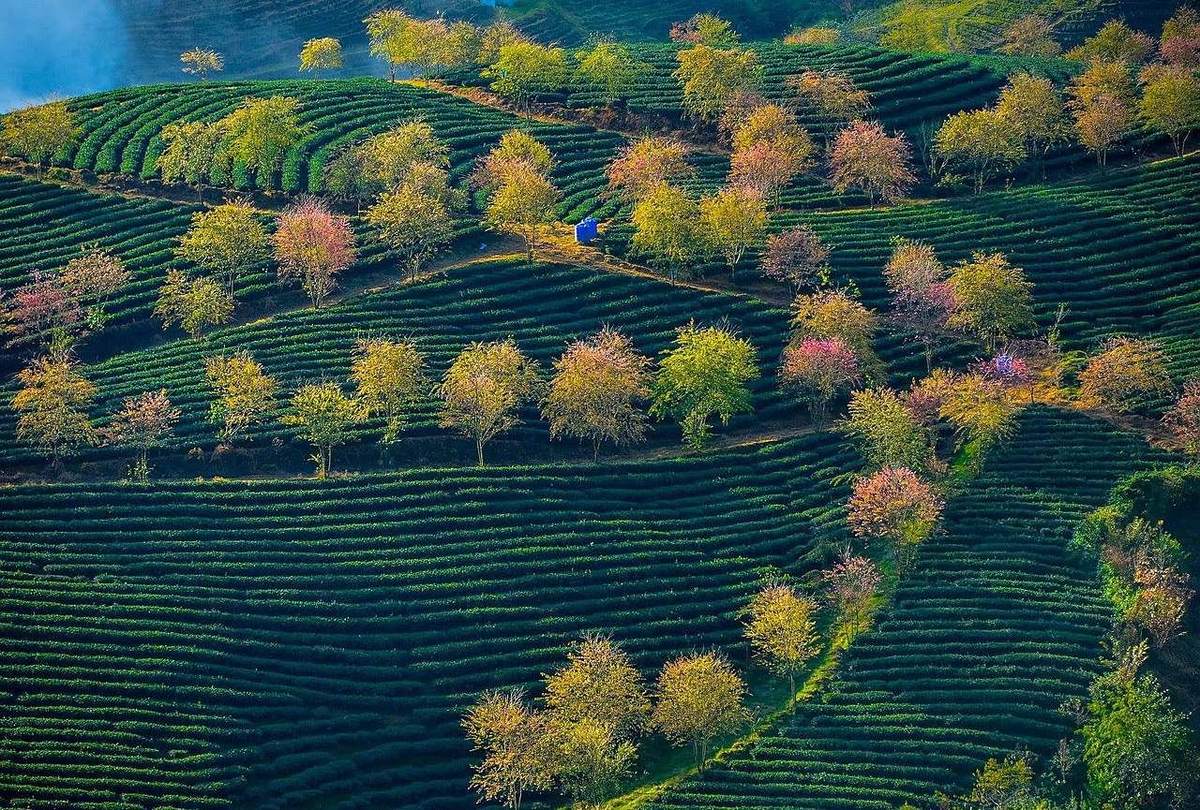 les collines de thé d’O Quy Ho et collines cultivées près de Sapa