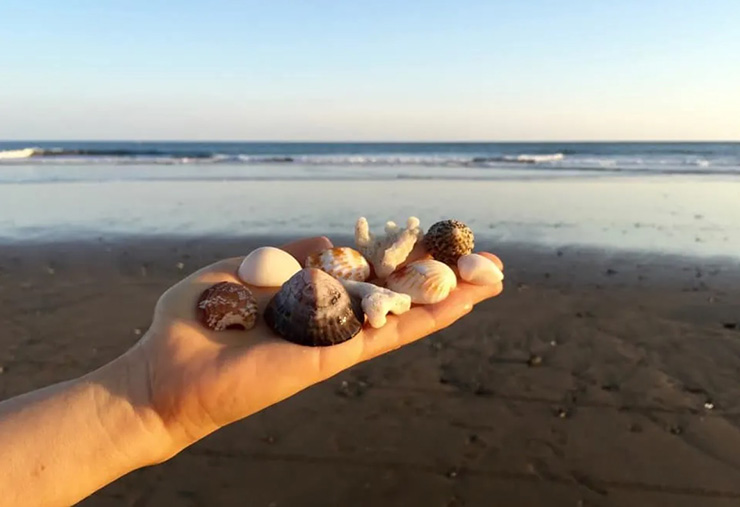 Coquillages et fragments de corail ramassés sur une plage de Thaïlande