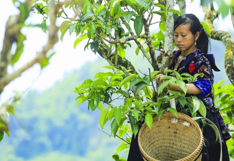 Cueillette manuelle du thé Shan Tuyet dans les montagnes de Dien Bien