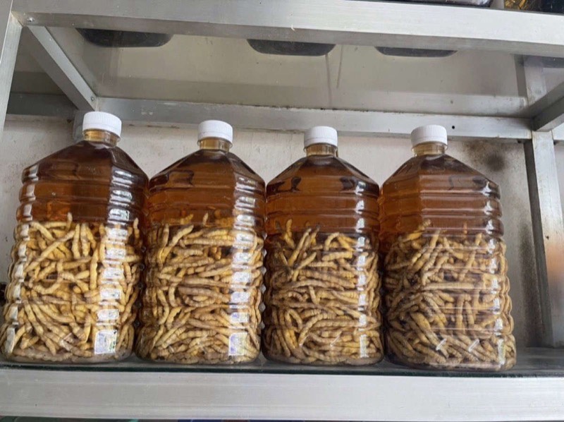 Alcool de riz aux larves sau chit préparé à Dien Bien