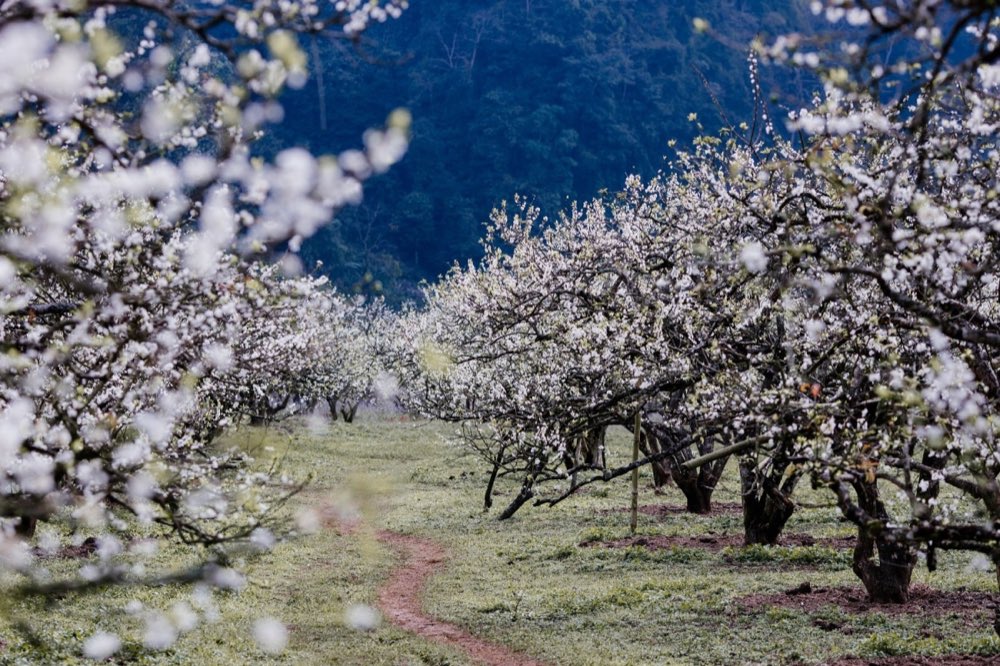 Verger de pruniers en fleurs à Moc Chau dans la province de Son La