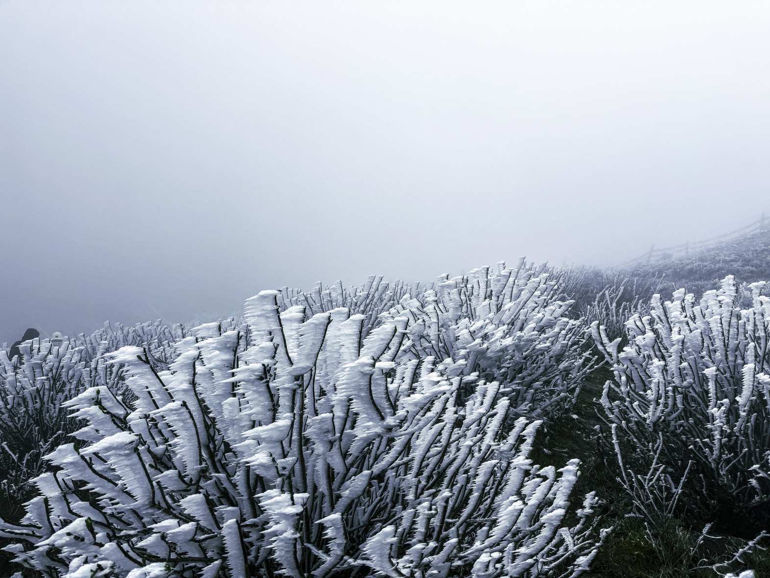 Forêt couverte de givre dans le massif de Mau Son.