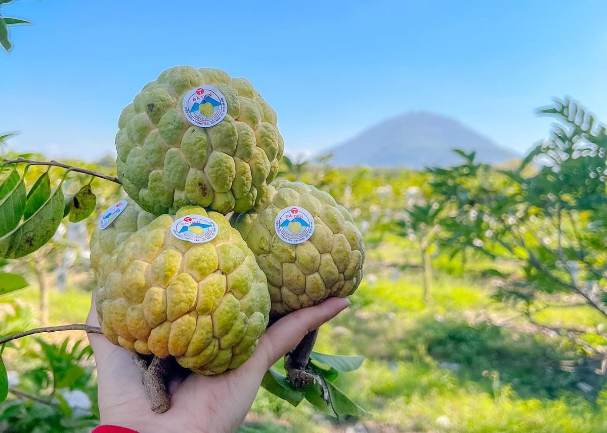 Pommes cannelle mang cau cultivées près du mont Ba Den