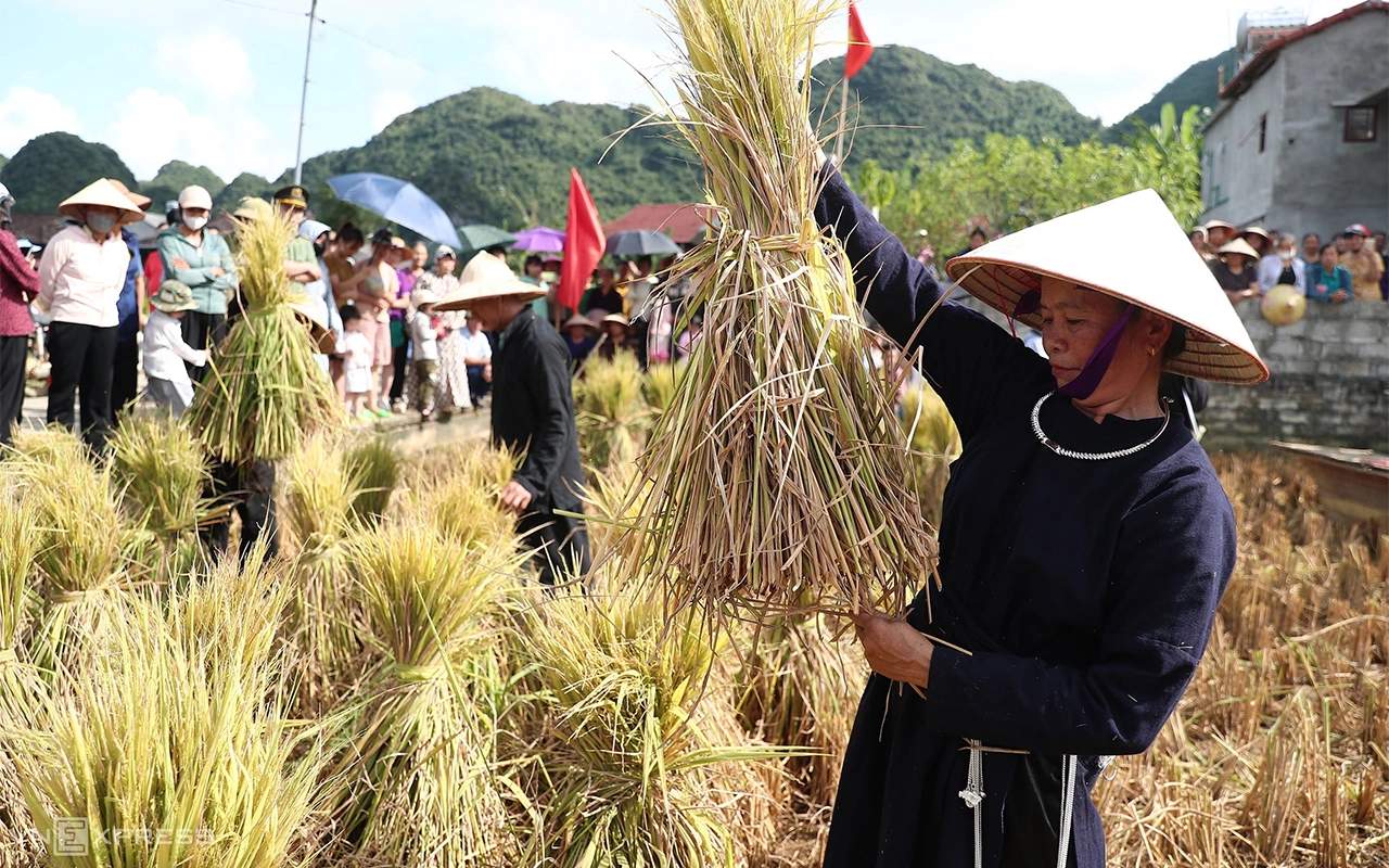 Habitants récoltant le riz près du village de Quynh Son.