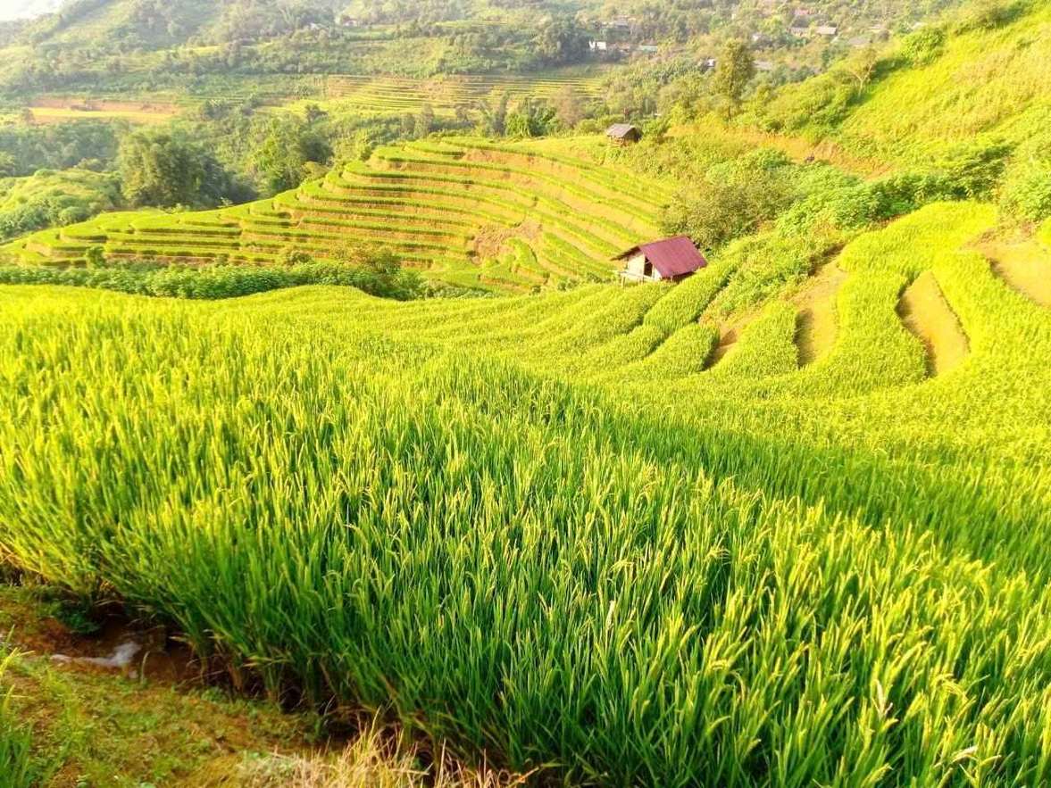 Rizières en terrasses autour de Sin Suoi Ho à Lai Chau